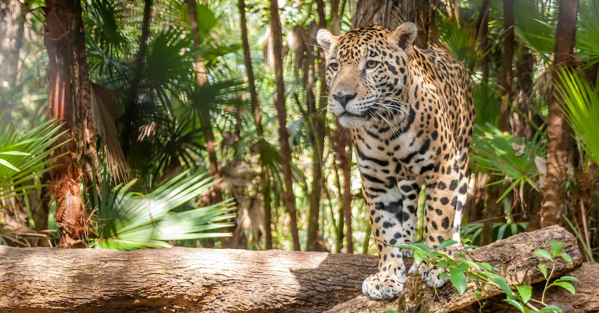 A jaguar is standing in the jungle of Belize