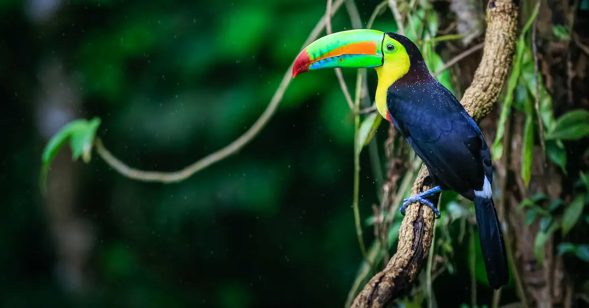 A toucan is standing in a branch in the jungles of Central America