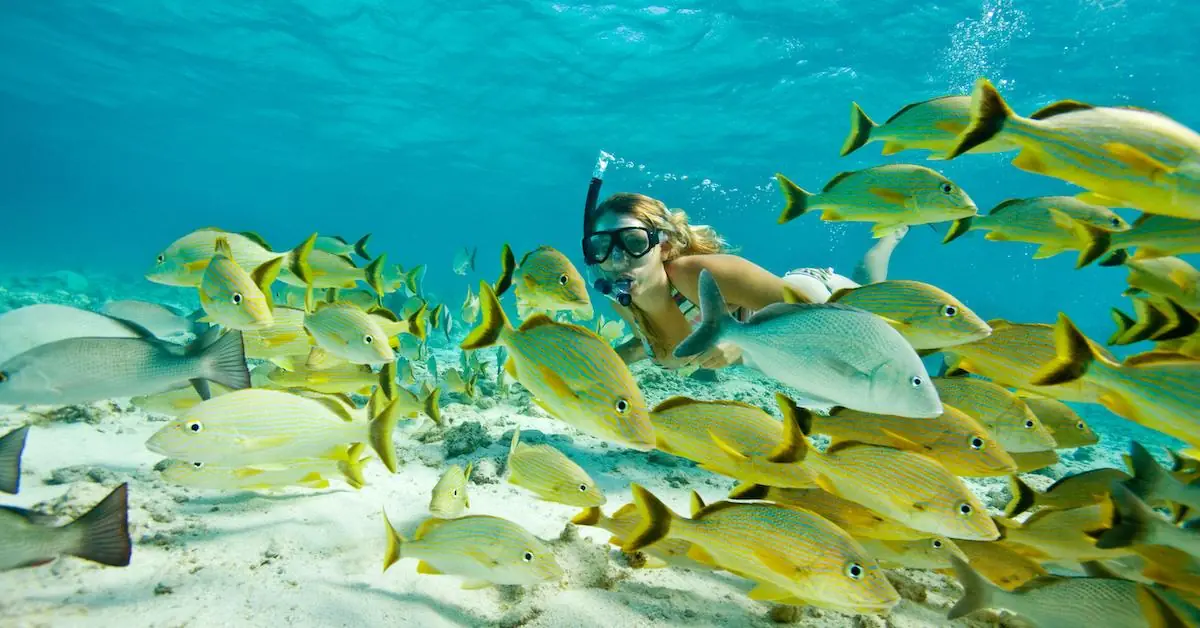 A young woman is snorkeling in the middle of a school of fish in the Shark Alley and Hol Chan Marine Reserve