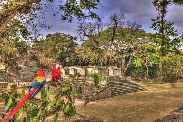 Two colorful parrots with long tails are standing in a branch with building of the Maya ball game in the background