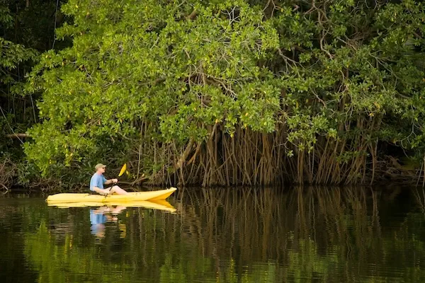 A tourist is kayaking in the Sittee River next to mangrove trees in Belize