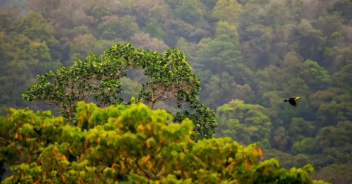 A toucan is flying in the rainforest of the Copal Tree Lodge in Belize