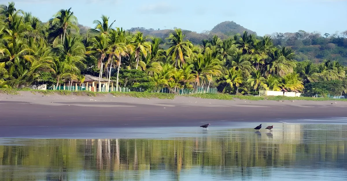 Three birds are walking in the black sand beach of Sihuapilapa with palm trees in the background
