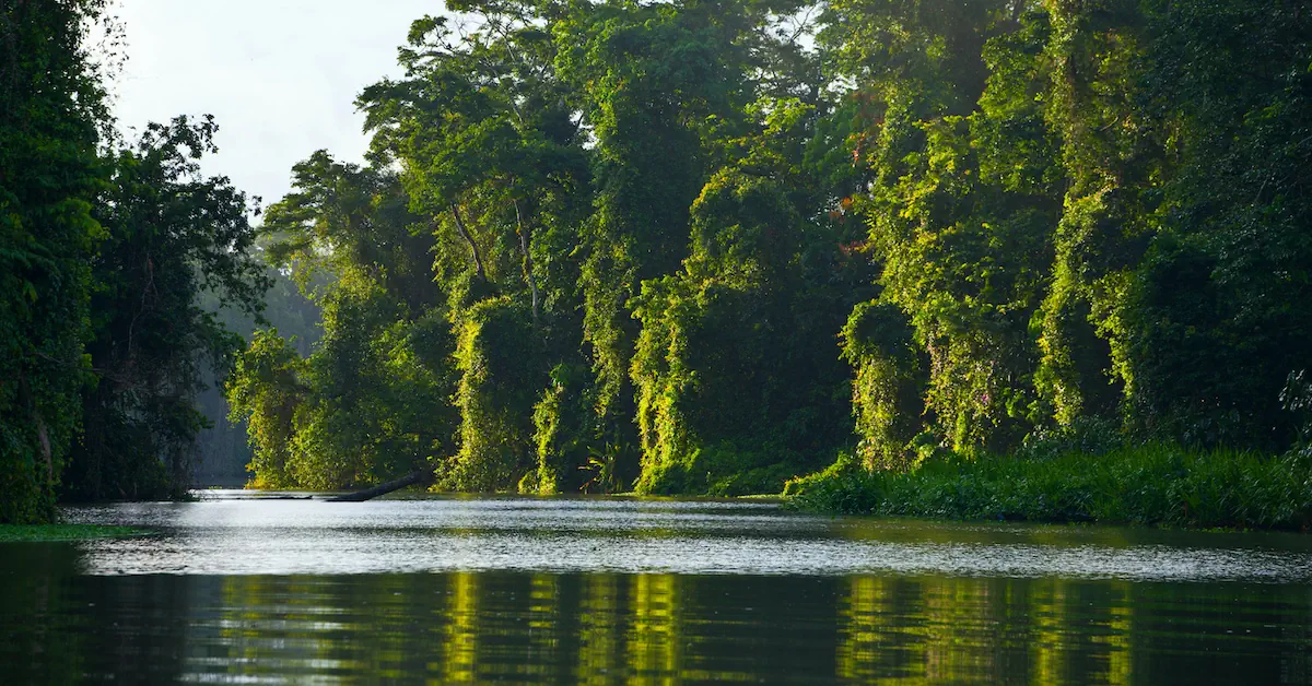 The river in Tortuguero surrounded by impressive tropical forest