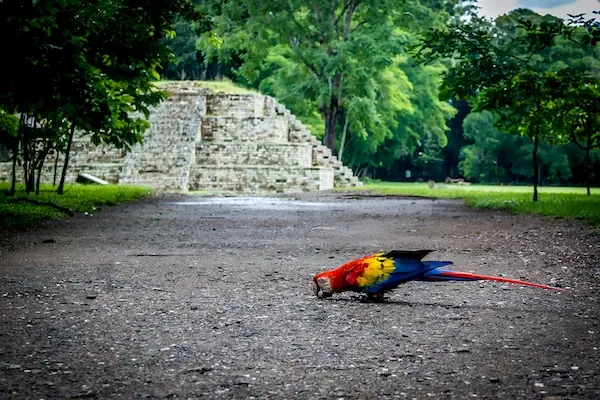 A Scarlet Macaw bird is eating seeds out of the floor with one of the Maya temples in the background surrounded by the forest in Copan