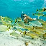 A young woman is snorkeling in the middle of a school of fish in the coral reef of Belize