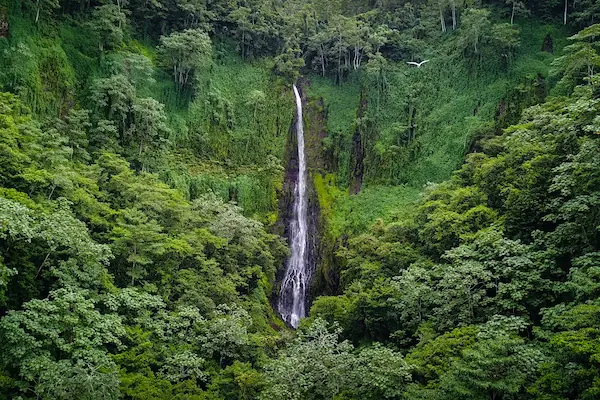 A stunning waterfall cascades down a steep ocean cliff covered in dense green vegetation on Cocos Island, Costa Rica.