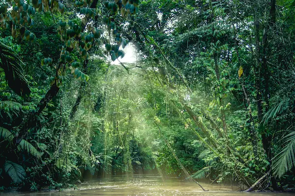 Bright morning sunlight reflects off the calm river waters surrounded by thick jungle foliage in Tortuguero National Park, Costa Rica.