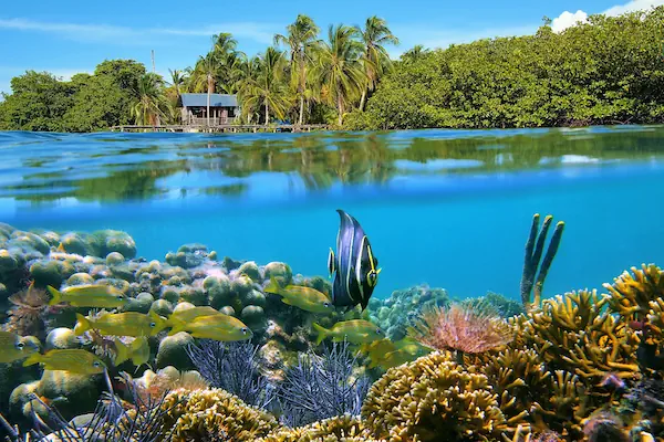 A split-level underwater view in Bocas del Toro, Panama, showing a vibrant coral reef teeming with yellow fish below the surface, and a lush tropical island with a wooden overwater cabin above.