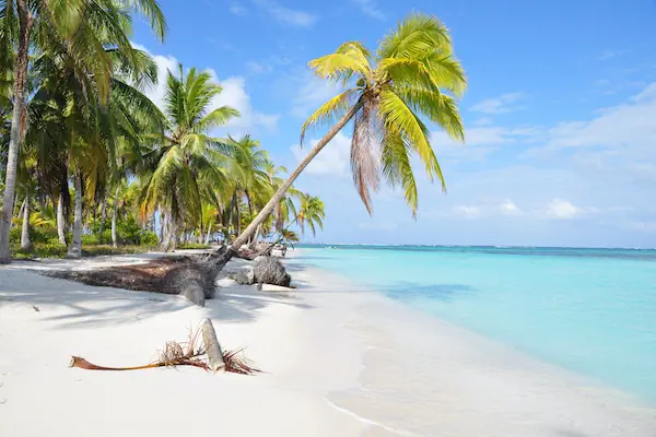 A pristine white sand beach in the San Blas Islands of Panama, showcasing a classic leaning palm tree stretching out over the calm, crystal-clear Caribbean waters.
