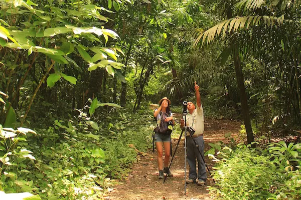 Two people birdwatching on a peaceful dirt trail surrounded by dense, lush green tropical rainforest foliage in Panama's Soberania National Park, using binoculars and a tripod-mounted spotting scope.